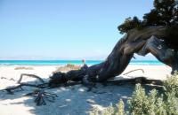 Chrissi island is a small sub tropical island 8 miles south of Ierapetra. Cretan Villa hotel and Akrolithos apartments are just 5 min. walk from the boat terminal τo Chrissi island